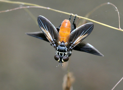 insect diptera tachinidae phasiinae trichopoda northcarolina piedmont tamron90mmf28macro flydayfriday