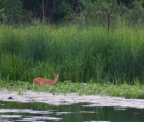 Another deer seen along the MN River valley