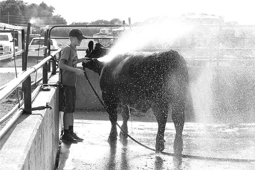 cow flickr spray ag backlit steer backlighting steeer desmoinescountyfair