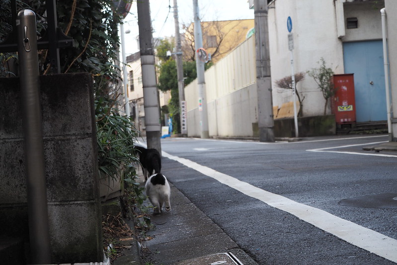 池袋カメラ散歩池袋本町ネコ歩き。黒白を追いかける黒ブチ