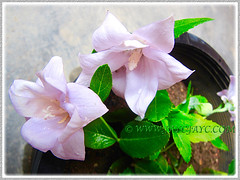 Our potted double-flowered Platycodon grandiflorus (Balloon Flower, Chinese/Korean/Japanese Bellflower), May 3 2013