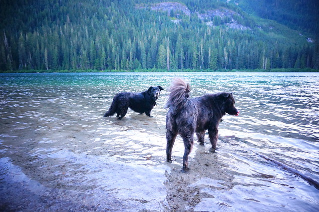 dog butts in the lake