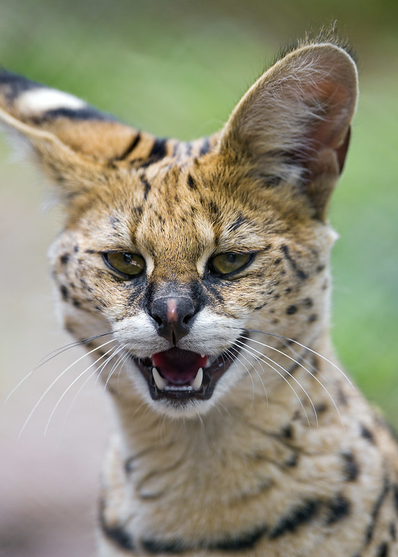 Happy young serval