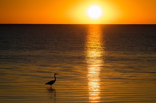 greatblueheron bird wildlife sunset water anahuacnationalwildliferefuge nwr chamberscounty texas gseloff