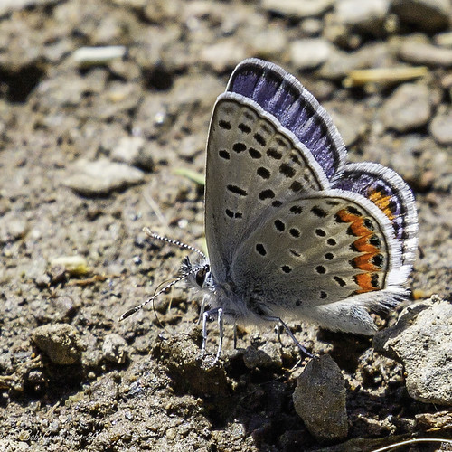 california northerncalifornia butterfly sierras plumascounty acmonblue plebejusacmon frenchmanlakeroad
