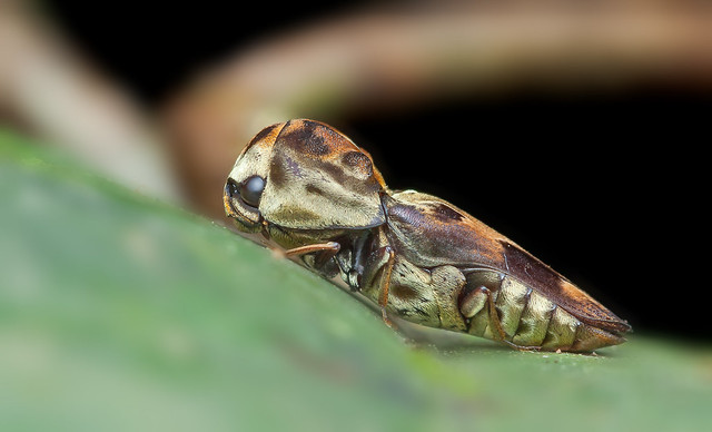 False click beetle (Eucnemidae)