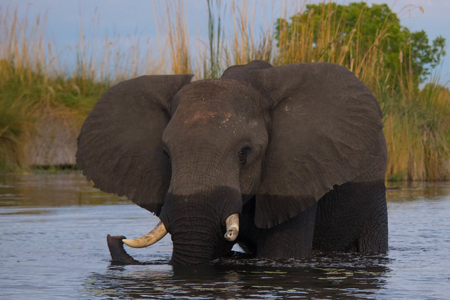 Elephant in the water