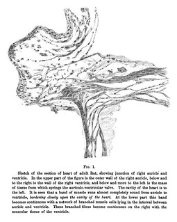 Fig. 1 from A.F. Stanley Kent, 'Researches on the Structure and Function of the Mammalian Heart', Journal of Physiology 14 (4-5) (1893), pp. 233-254.