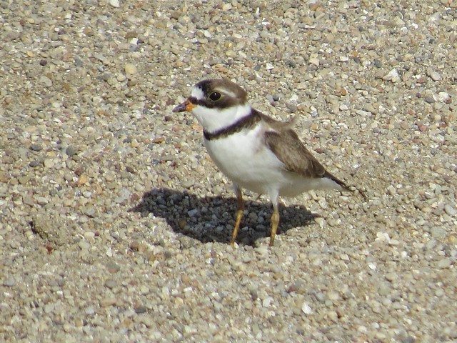 Semipalmated Plover at the El Paso Sewage Treatment Center in Woodford County, IL 05