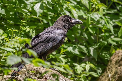 bird nature birds fauna germany bayern wildlife raven passerine coth neuschönau