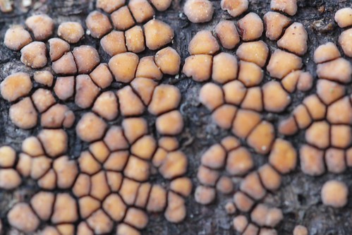 newzealand canterbury fungi nz slime mould mtthomas