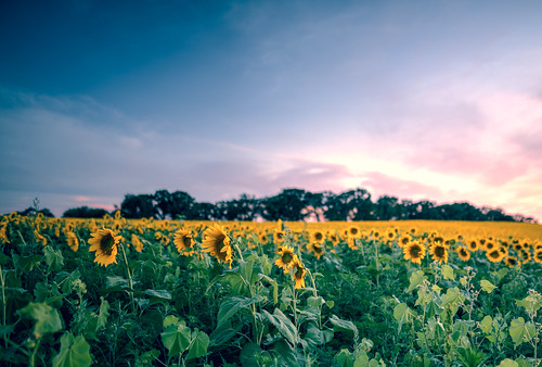 flowers sunset sky plants field wisconsin clouds outdoor farm grow sunflowers sunflower fields flowering blooming middleton popefarmconservancy