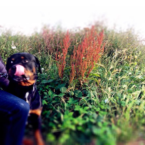 Eyeing-up a Collie. 🐶👅😂 #Rottweiler #rescuedog #dog
