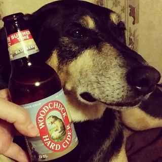 Tut & I are supporting his Daddy's new race car sponsor tonight, #LazyDogBeerShoppe You can find this yummy #blueberryhardcider #blueberry #woodchuckcider there!  #dogstagram #nationalmuttday #coonhoundmix #rescueddogsofinstagram #adoptdontshop #hardcider