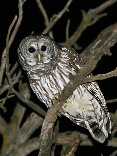 barredowl birds owls