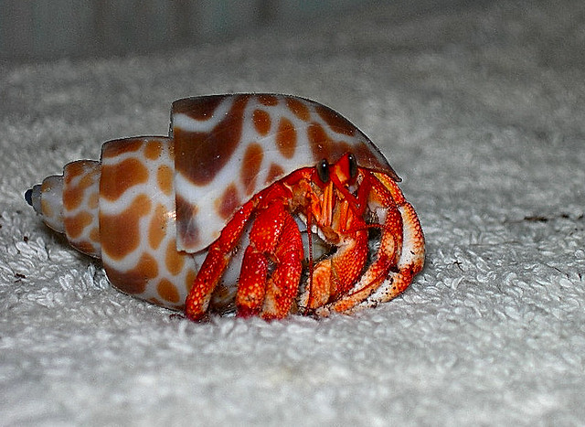 Hermit Crab Shell Selection