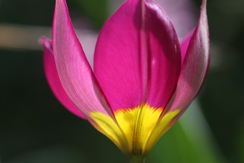 pink flowers macro texture fleurs spring bokeh tulip backlit breastcancer printemps tulipe persianpearl msh0706 msh07068 pinkforthecure
