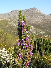 elongated inflorescence with sessile flowers
