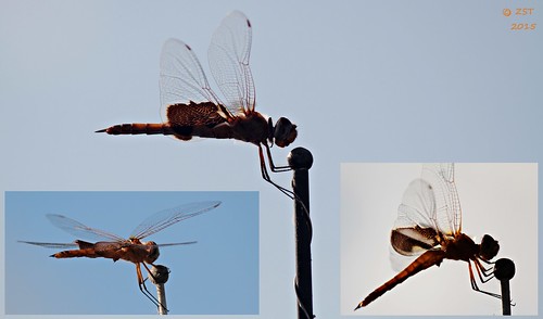 female insect texas dragonfly portoconnor matagordabay trameaonusta redsaddlebags zeesstof