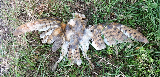 Barn Owl (Tyto alba) - dead individual