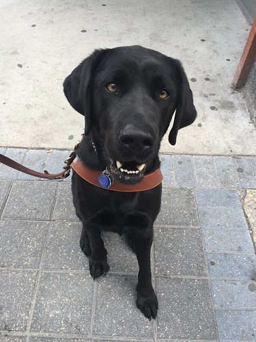 Murray the service dog on his 3rd birthday--black lab in a brown harness from Guide Dogs for the Blind