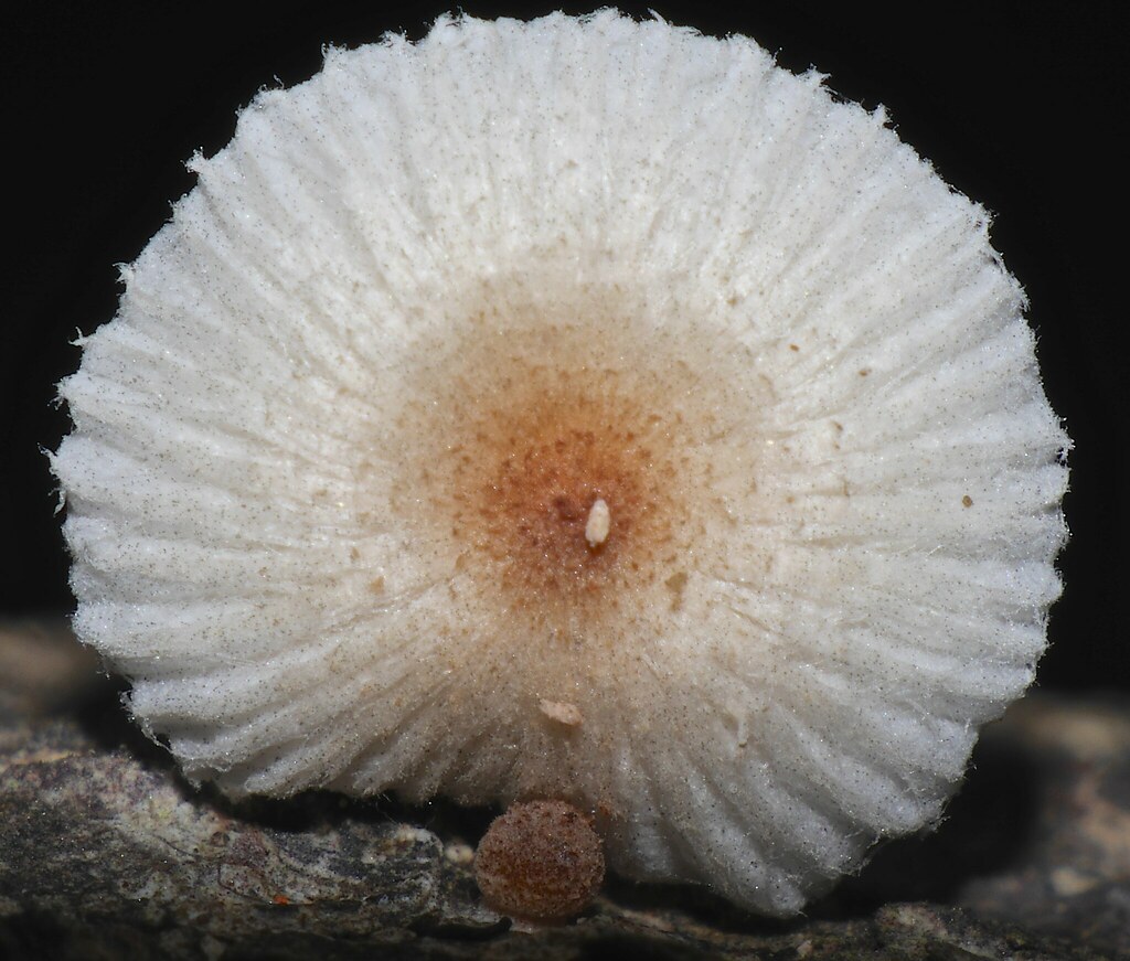 Image result for mutinus boninensis pic