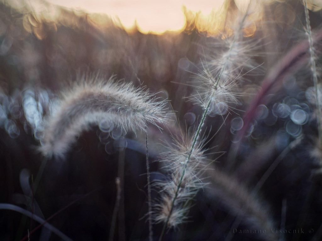 Winter grass_Domiplan 50mm