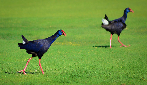 action activity angle animal animalia background beast bird blurred body composition coots couple crafts crakes detail environmental exterior feather focus format framing front full genre grass gruiformes horizontal landscape life light lighting natural nature number orientation outdoor photo photography plant porphyrio profile purple rails setting style swamphen travel vegetation view walking wild wildlife worldartscraftsphotographysettingexterioroutdoorphotogenrestyletypetravelwildlifenatureorientationlandscapelightingnaturallightframingcompositionfullbodyenvironmentaldetailformathorizontalfocusbackgroundblurredangleviewfron cmwd