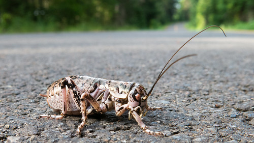 insect biketour aufderheide