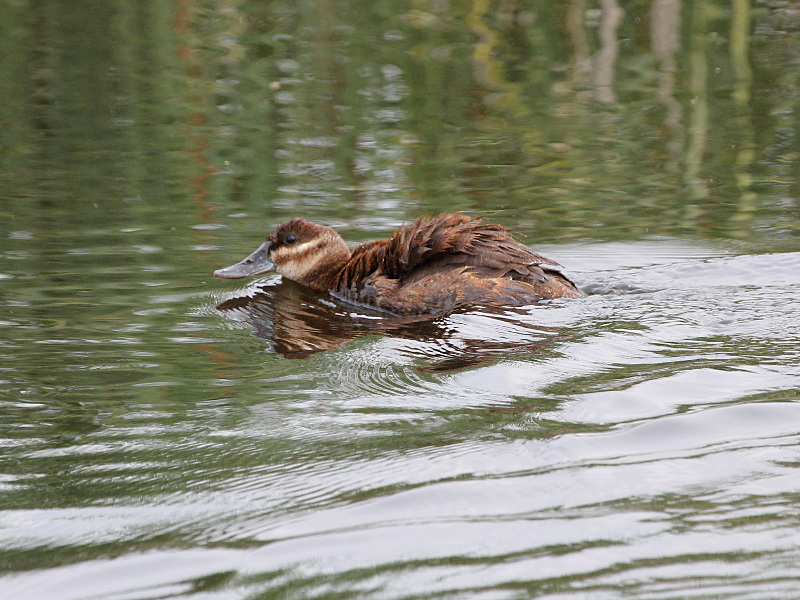 Photograph titled 'Ruddy Duck'