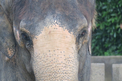Asiatic Elephant 01