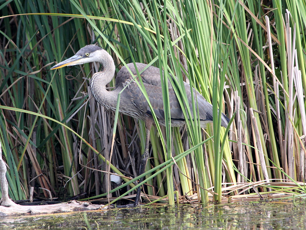 Photograph titled 'Great Blue Heron'