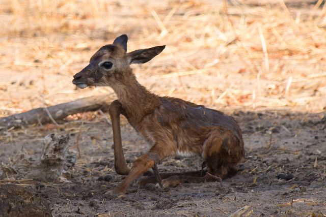 Newborn impala