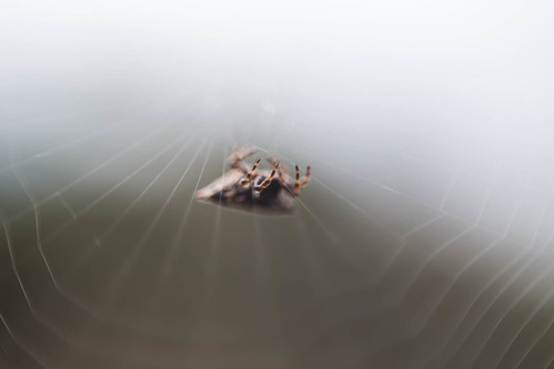 brazil riograndedosul aranha encruzilhadadosul