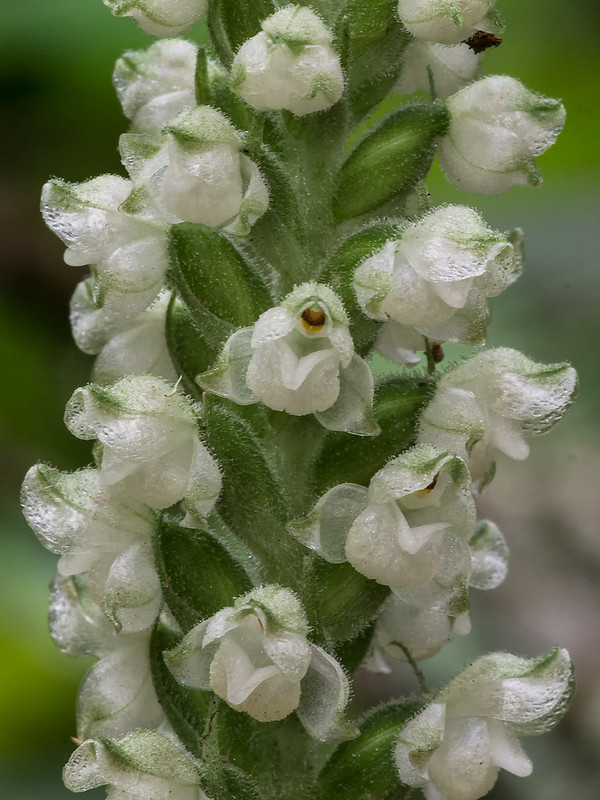 Downy Rattlesnake Plantain orchid