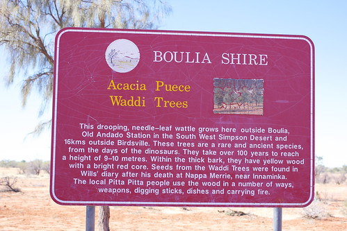 Acacia Puece