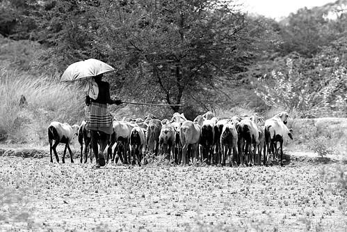rural village goat scene peravurani yadhavanc yadhavancphotography coeherd