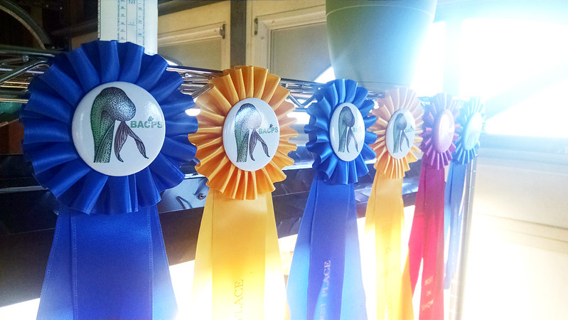 Ribbons from the BACPS show.