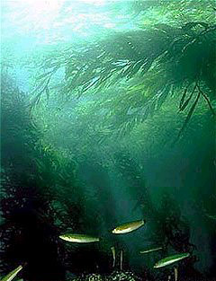 Kelp_forest