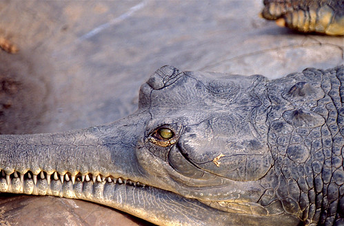 india kota rajasthan gharial gavialisgangeticus chambalgardens taxonomy:binomial=gavialisgangeticus