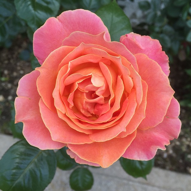 2/10 Elle Rose có hoa màu hồng nhạt, cam-hồng. Hương thơm mạnh, có từ 50 đến 55 cánh hoa. Đường kính trung bình trên 10cm
