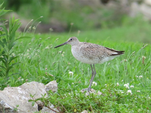 Willet at the Gridley Wastewater Treatment Ponds in McLean County, IL 01