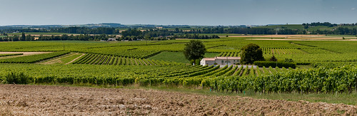 panorama été paysage vignes extérieur charentemaritime petitechampagne paysducognac arthenac17