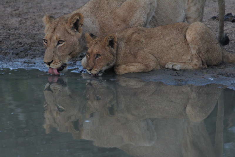 Lions drinking at the watering hole