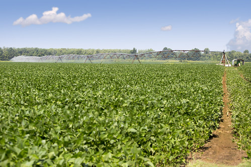 Soybean Pivot Irrigation
