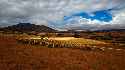 chinchero maras sheep landscape moray thesacredvalley vallesagrado peru saliniero urubamba cusco pe