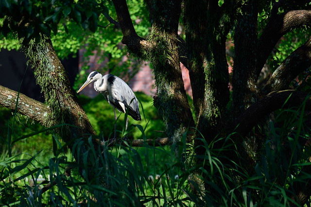 アオサギ　Grey heron