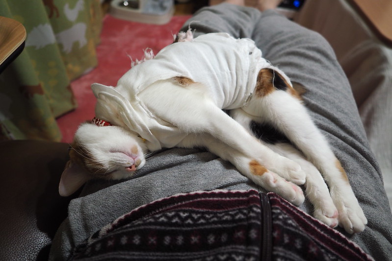 うちの小豆さん106日目熟睡する猫。