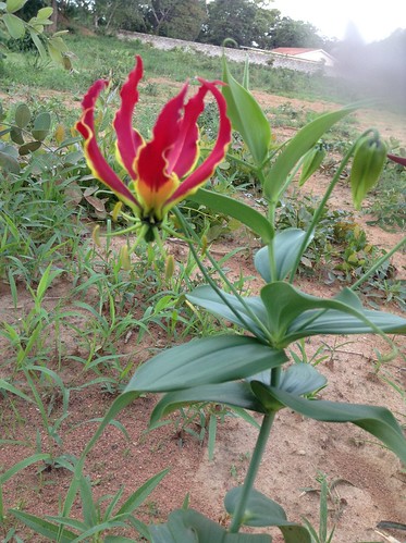 flowers sunset norton zimbabwe harare