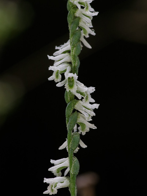 Southern Slender Ladies'-tresses orchid